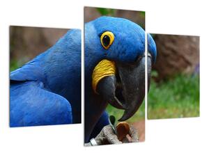 Obraz - papagáj (Obraz 90x60cm)