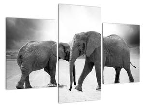 Obraz - slony (Obraz 90x60cm)