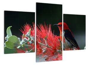 Obraz vtákov - červená (Obraz 90x60cm)