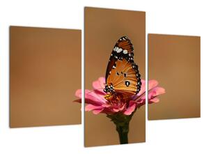 Obraz motýľa (Obraz 90x60cm)