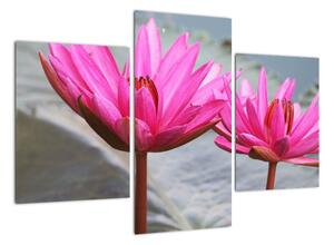 Obraz dvoch kvetov (Obraz 90x60cm)
