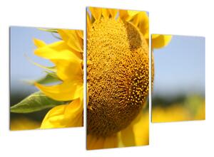 Obraz slnečnica (Obraz 90x60cm)