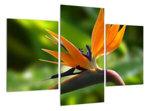 Detail kvetu - obraz (Obraz 90x60cm)