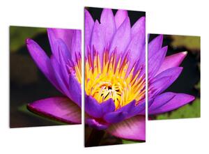Obraz kvety (Obraz 90x60cm)