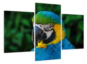 Obraz papagája (Obraz 90x60cm)