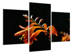 Obraz detailu kvety (Obraz 90x60cm)