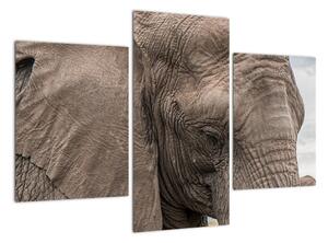 Obraz slona (Obraz 90x60cm)