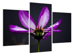 Obraz - kvety (Obraz 90x60cm)