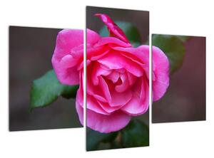 Obraz ruže na stenu (Obraz 90x60cm)