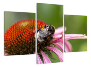 Obraz včely na kvete (Obraz 90x60cm)