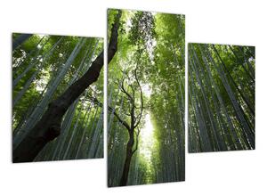 Obraz lesov (Obraz 90x60cm)