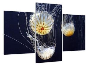 Obraz - medúzy (Obraz 90x60cm)
