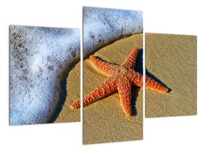 Obraz s morskou hviezdou (Obraz 90x60cm)
