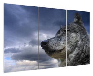 Obraz vlka (Obraz 120x80cm)