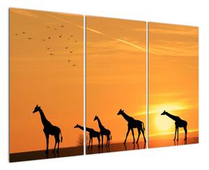 Moderný obraz - žirafy (Obraz 120x80cm)