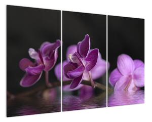 Obraz kvetov (Obraz 120x80cm)