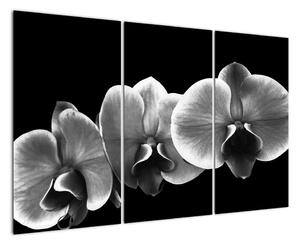 Čiernobiely obraz - orchidea (Obraz 120x80cm)