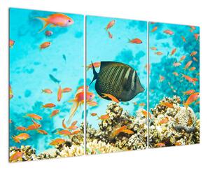 Obraz rýb v akváriami (Obraz 120x80cm)
