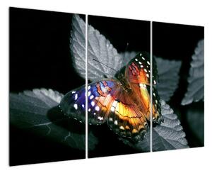 Motýľ na liste - obraz (Obraz 120x80cm)