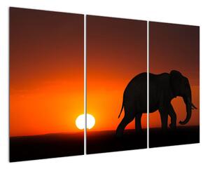 Obraz slona v zapadajúcom slnku (Obraz 120x80cm)