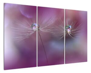 Obraz - kvet s kvapkami vody (Obraz 120x80cm)