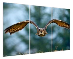 Obraz letiaci sovy (Obraz 120x80cm)