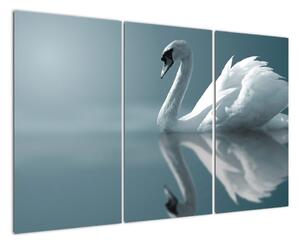 Obraz: labuť (Obraz 120x80cm)
