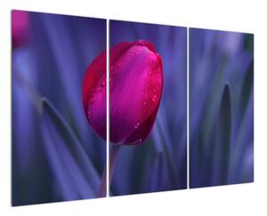Obraz - tulipán (Obraz 120x80cm)