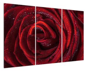 Obraz červené ruže (Obraz 120x80cm)