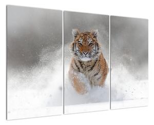 Obraz bežiaceho tigra (Obraz 120x80cm)