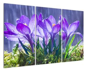 Obraz kvetov pri daždi (Obraz 120x80cm)