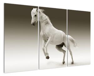 Obrazy bieleho koňa (Obraz 120x80cm)