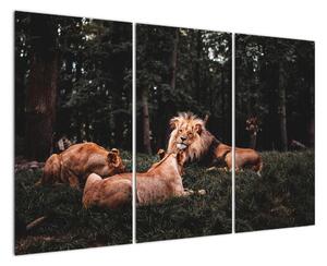 Obrazy - levy v lese (Obraz 120x80cm)