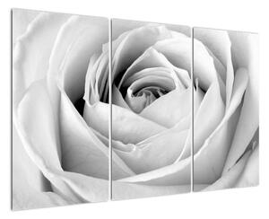 Čiernobiely obraz ruže (Obraz 120x80cm)