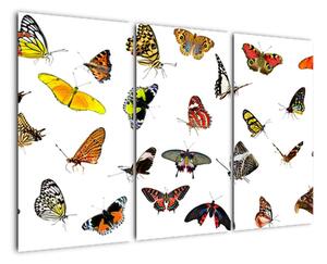 Obrazy motýľov (Obraz 120x80cm)