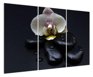 Obraz kvetu (Obraz 120x80cm)