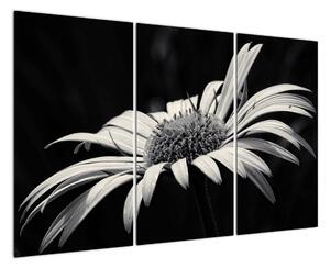Čiernobiely obraz kvetu (Obraz 120x80cm)
