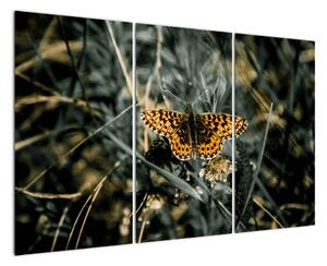 Obraz motýľa (Obraz 120x80cm)
