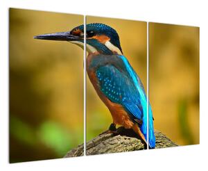 Obraz - farebný vták (Obraz 120x80cm)