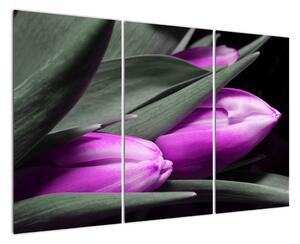 Obraz fialových tulipánov (Obraz 120x80cm)