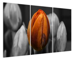 Oranžový tulipán medzi čiernobielymi - obraz (Obraz 120x80cm)