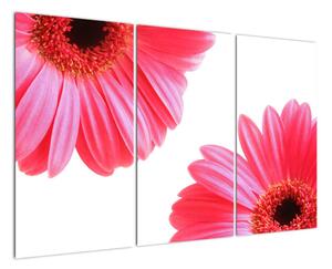 Obraz kvetín - astra (Obraz 120x80cm)