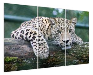 Obraz leopard (Obraz 120x80cm)