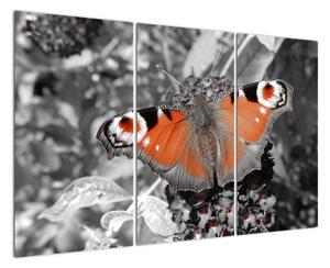 Oranžový motýľ - obraz (Obraz 120x80cm)