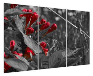 Červené kvety - moderné obrazy (Obraz 120x80cm)