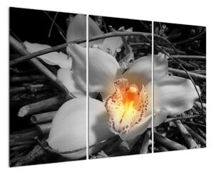 Kvet na čiernobielom pozadí - moderný obraz (Obraz 120x80cm)