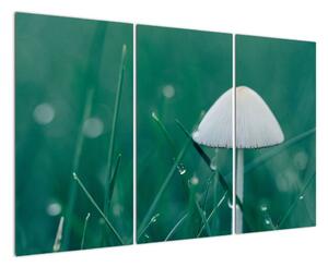 Obraz huby v tráve (Obraz 120x80cm)