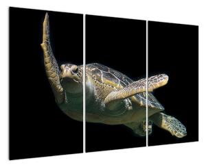 Obraz plávajúce korytnačky (Obraz 120x80cm)