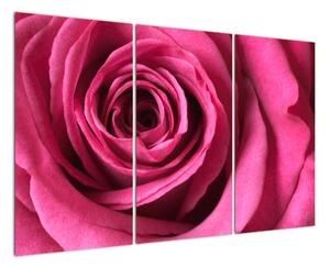 Obraz ružové ruže (Obraz 120x80cm)
