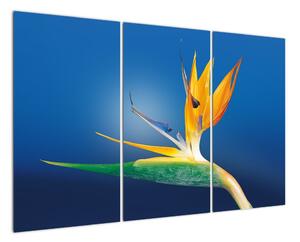 Obraz - detail kvetu (Obraz 120x80cm)
